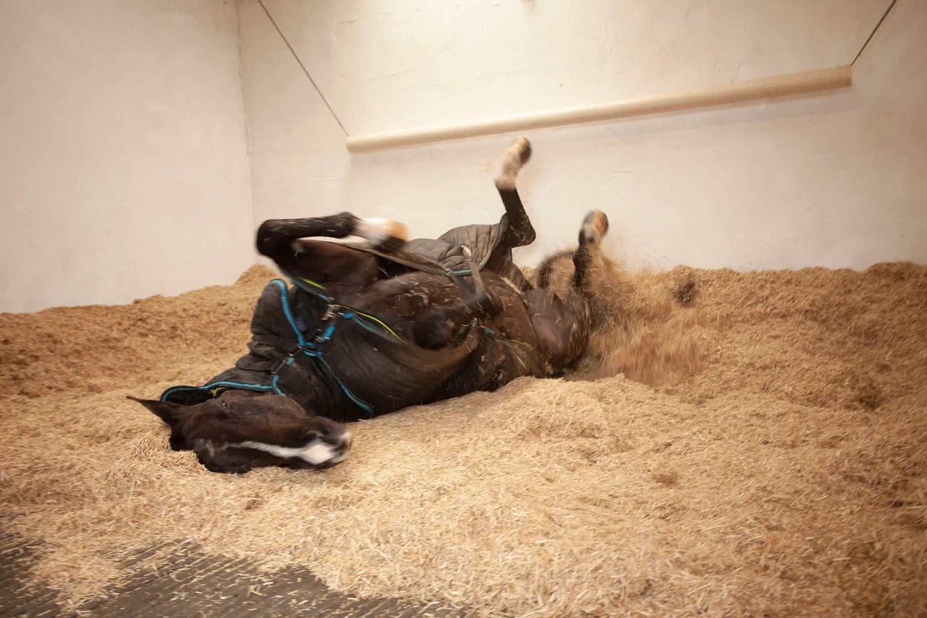 Bedding