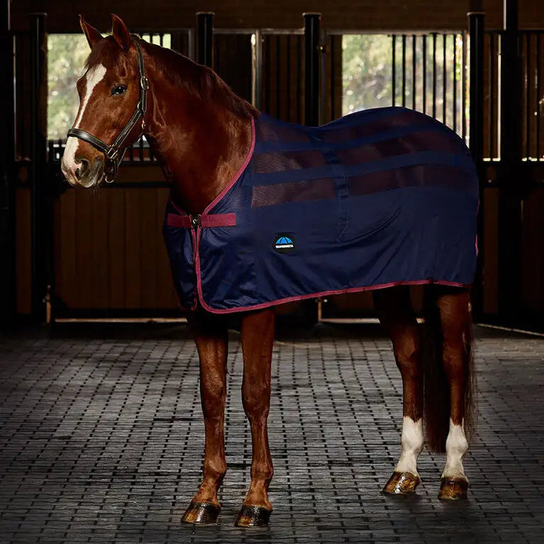 Horse wearing a blue blanket in a stable