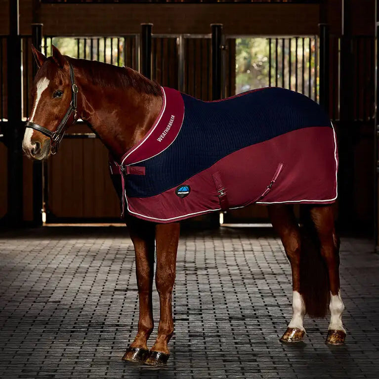 Horse wearing a red and blue blanket in a stable