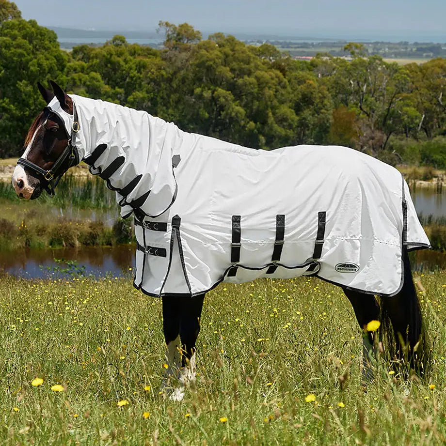 Horse wearing a white fly sheet with black straps in a grassy field.