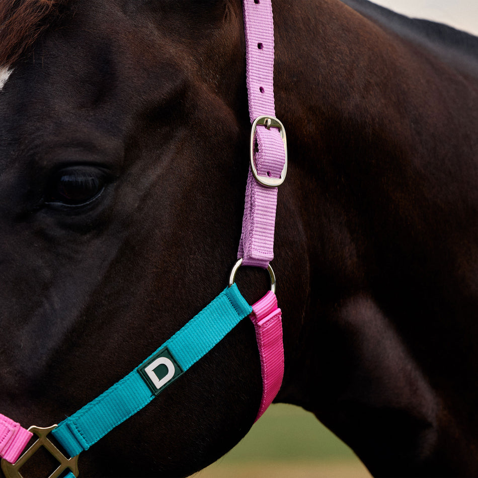 Everyday Headcollar Blue/Pink/Purple Pony