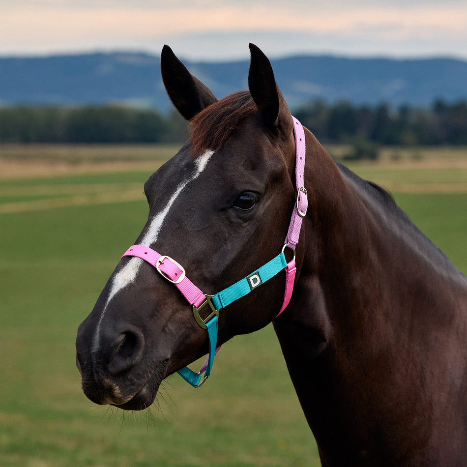 Everyday Headcollar Blue/Pink/Purple Pony