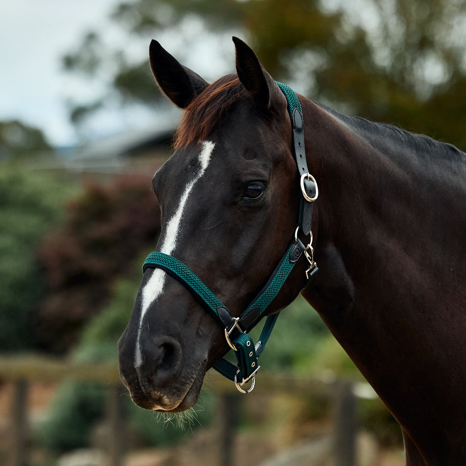 Braided Leather Headcollar