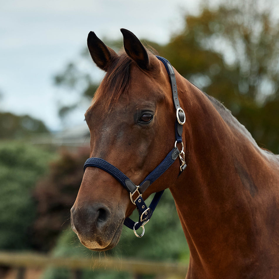 Braided Leather Headcollar