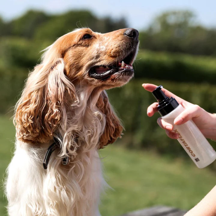 Groom & Go Dry Shampoo