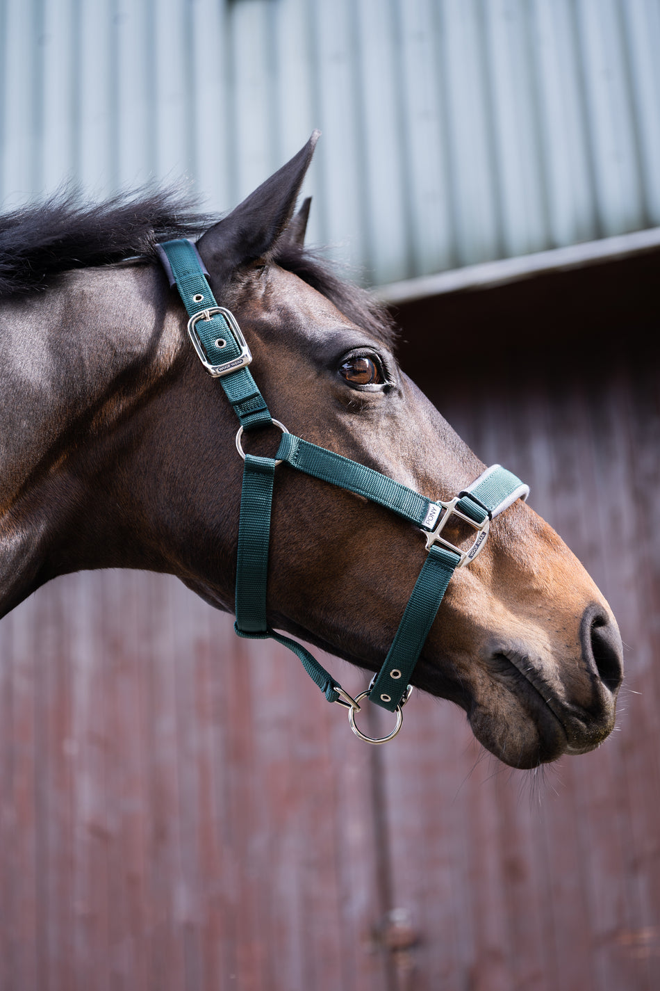 Contour Head Collar